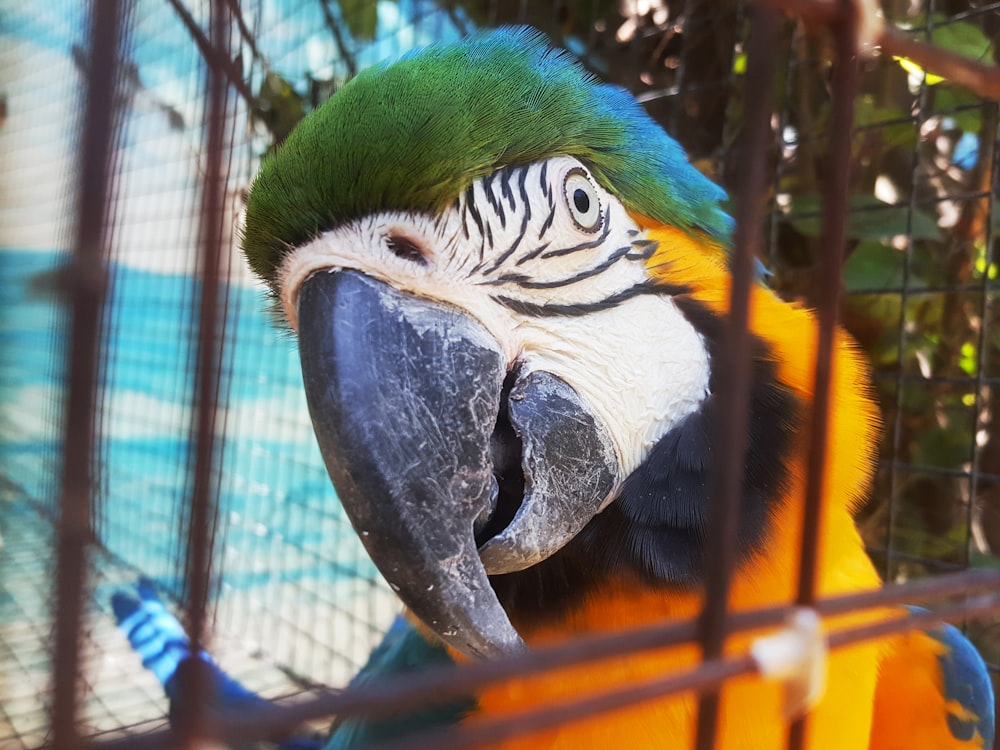 a colorful parrot sitting in a caged area