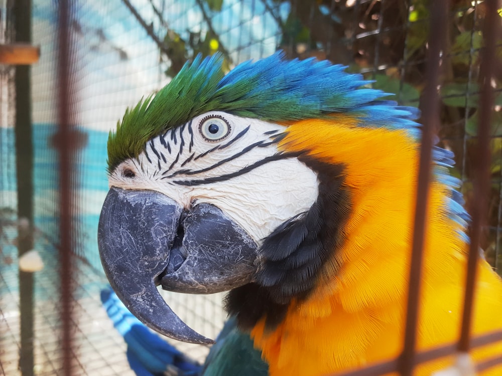 a blue and yellow parrot in a cage