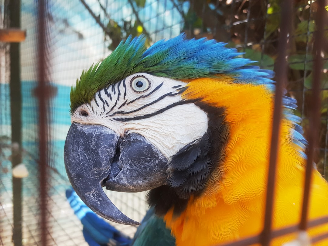 a blue and yellow parrot in a cage, En Agroflori.