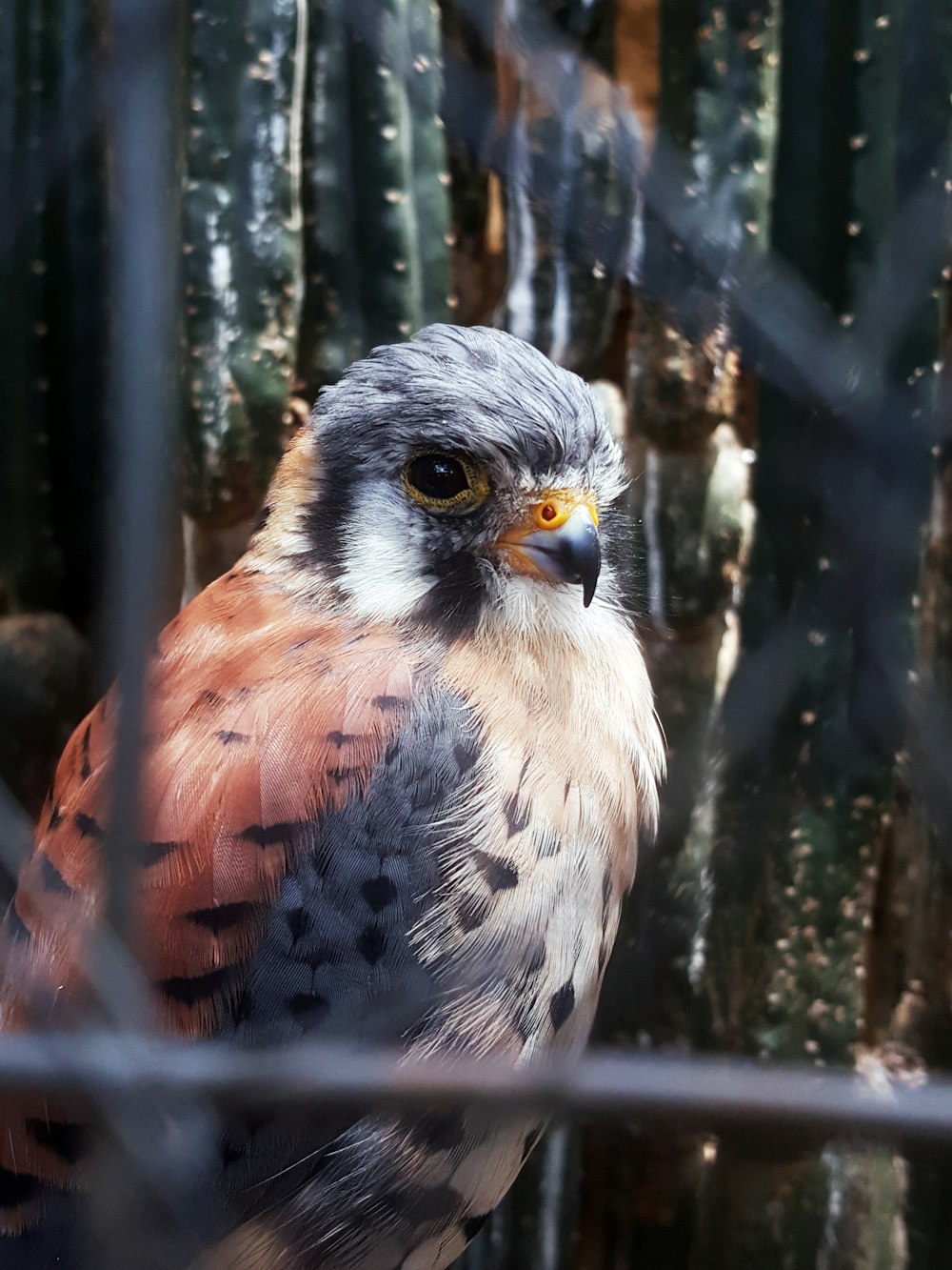 a close up of a bird behind a fence