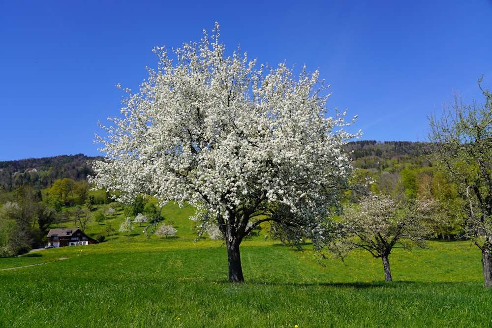 a tree in a field with a house in the background