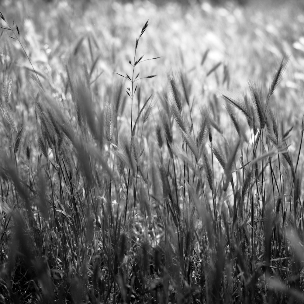 a black and white photo of some tall grass