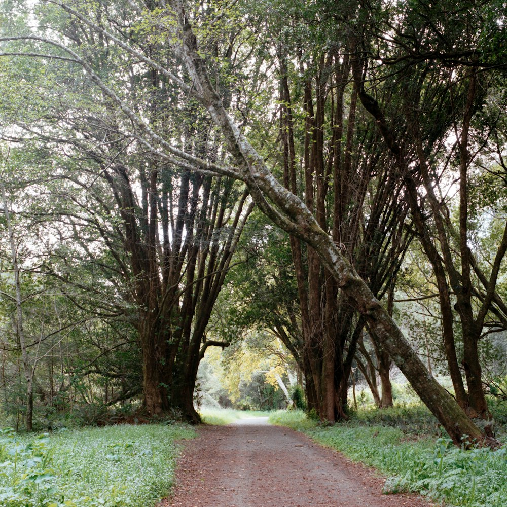 a dirt road surrounded by trees and grass