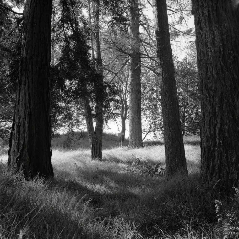 a black and white photo of trees in a forest