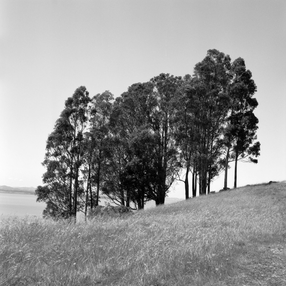 a black and white photo of trees on a hill