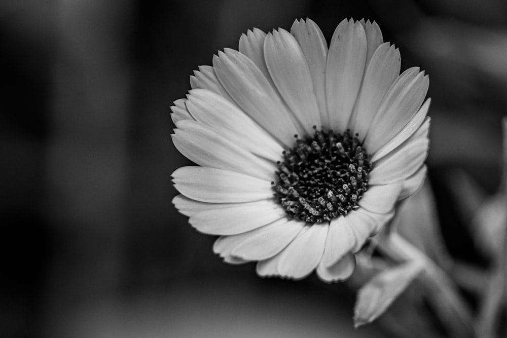 a black and white photo of a flower