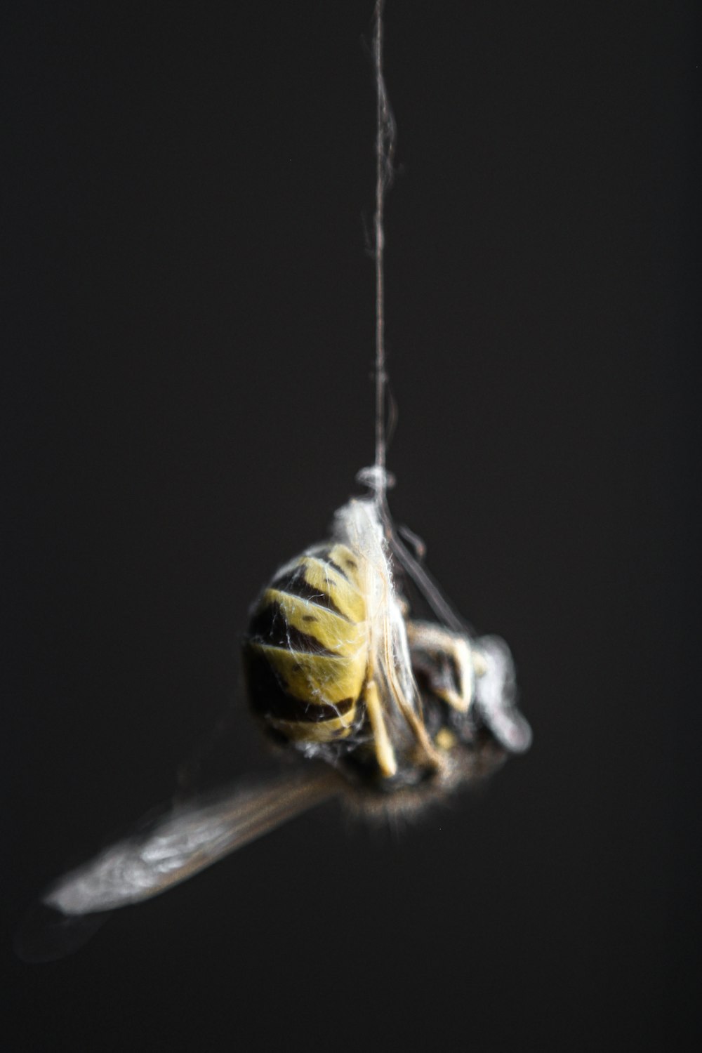 a close up of a bug on a string