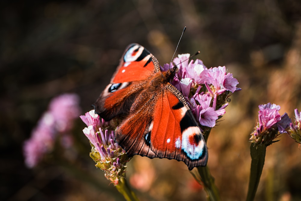 a close up of a butterfly on a flower