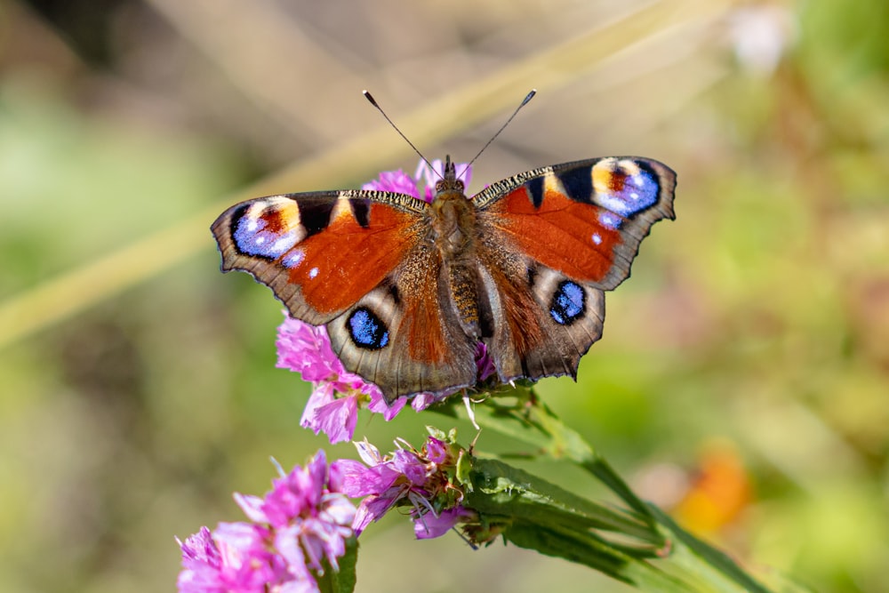 a close up of a butterfly on a flower