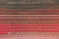 Technicians analyzing data visualizations on tablets beside crop rows.