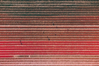 Aerial view of a field with parallel rows of crops. The colors shift from earthy browns to vibrant reds, suggesting different types of plants or stages of growth. Small, dark figures, possibly people, are scattered across the rows, providing a sense of scale.
