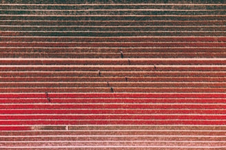 Technicians analyzing data visualizations on tablets beside crop rows.