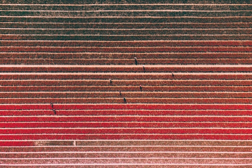 Aerial view of a field with parallel rows of crops. The colors shift from earthy browns to vibrant reds, suggesting different types of plants or stages of growth. Small, dark figures, possibly people, are scattered across the rows, providing a sense of scale.