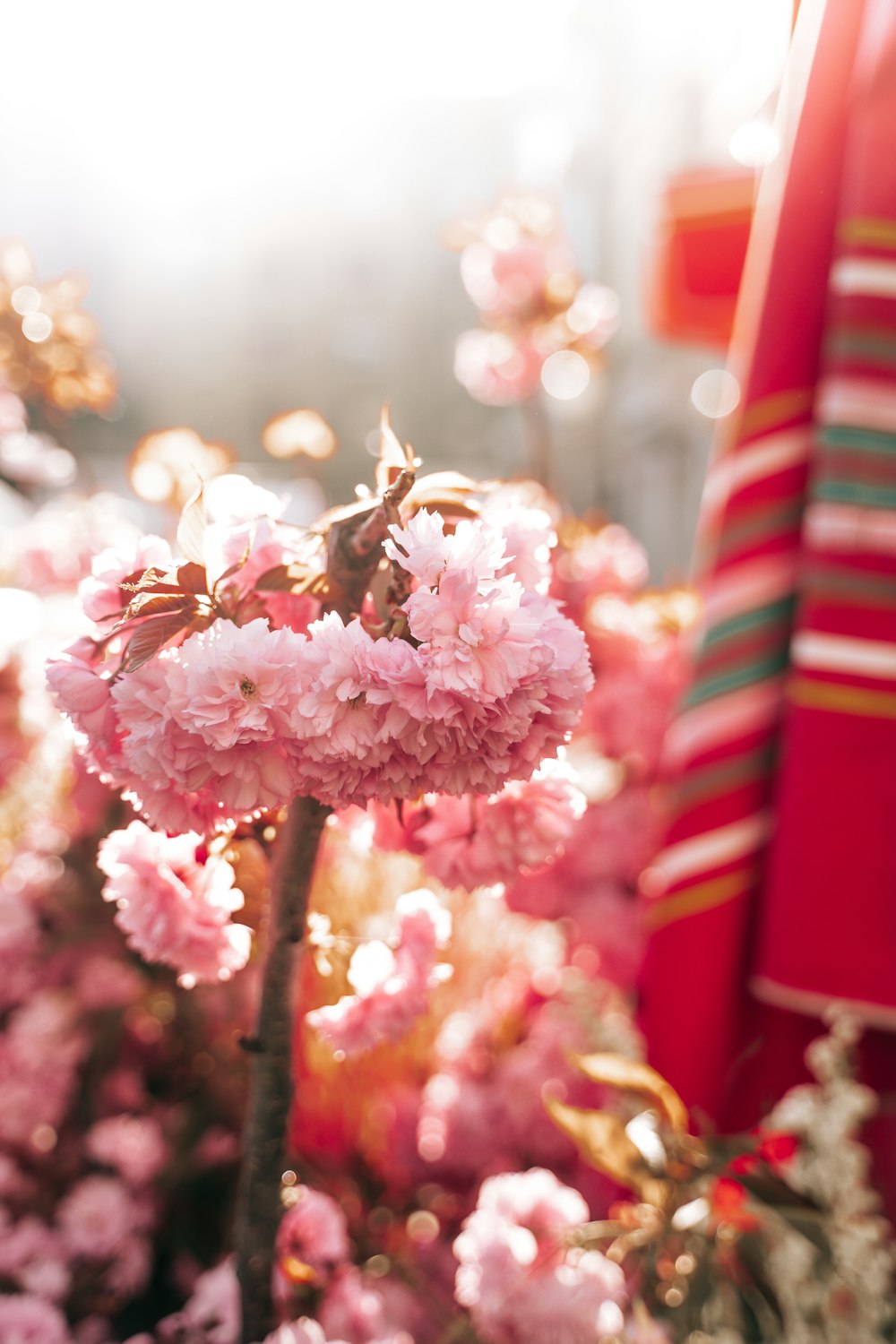 pink flowers in a garden with a red umbrella in the background