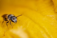 A close-up image of a bee with detailed features such as its antenna and eyes, set against a vibrant yellow background which appears to be a petal or flower. The bee is positioned uniquely, with its legs visible.