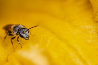 A close-up image of a bee with detailed features such as its antenna and eyes, set against a vibrant yellow background which appears to be a petal or flower. The bee is positioned uniquely, with its legs visible.