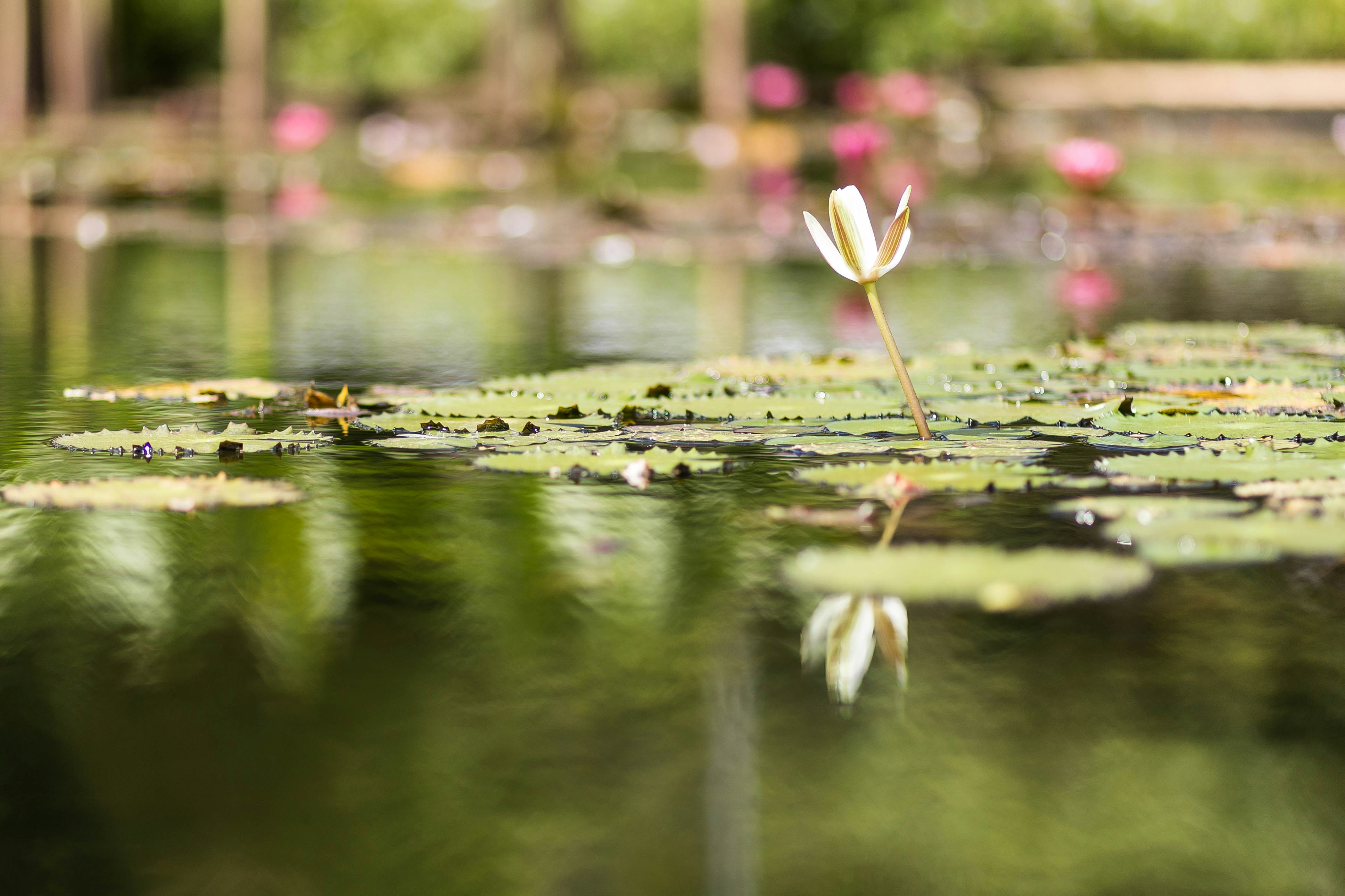 Photo by danielesteves