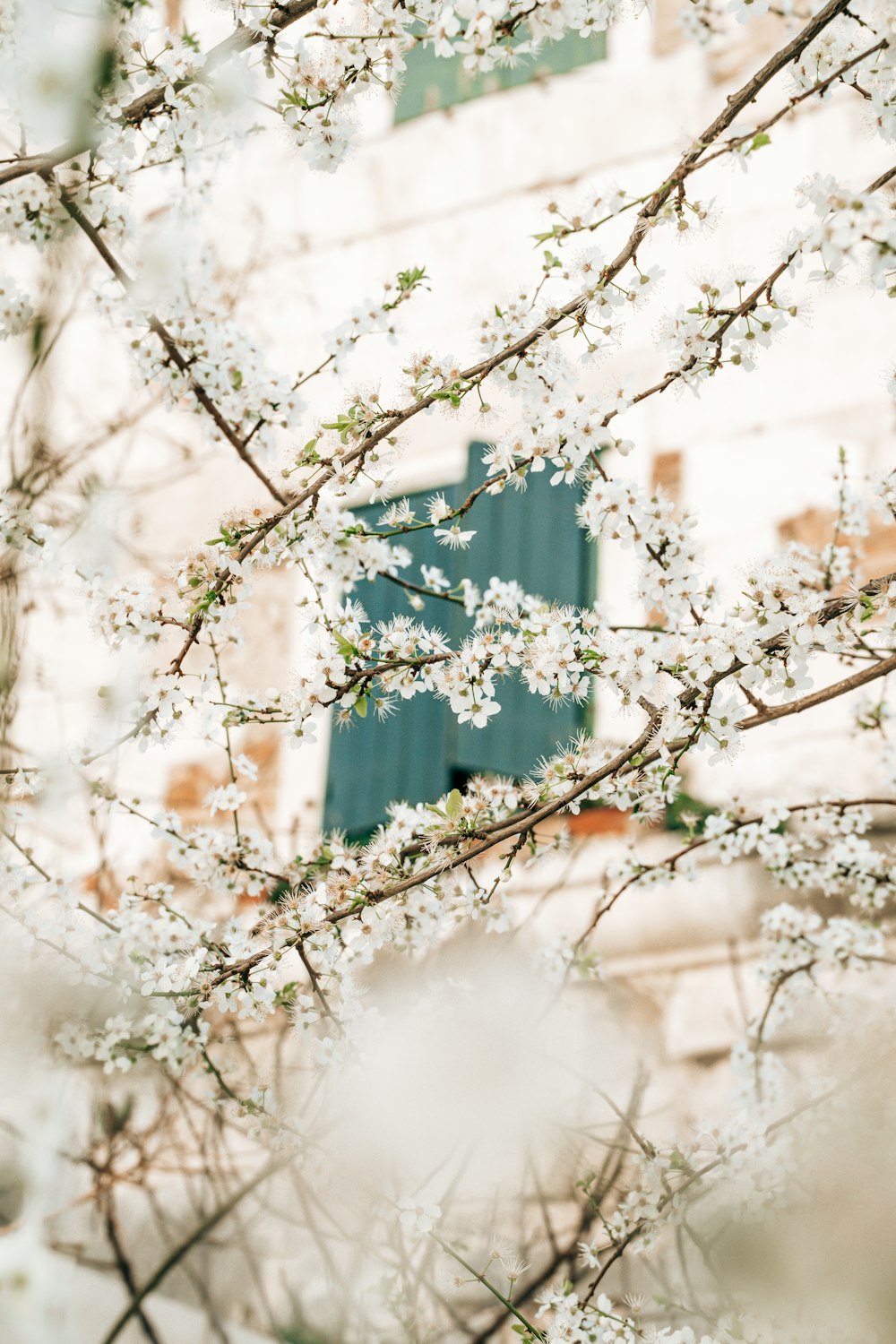 a tree with white flowers in front of a building