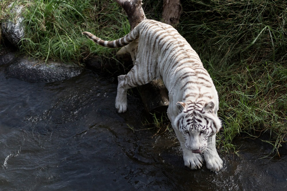 Un tigre blanco de pie sobre un cuerpo de agua