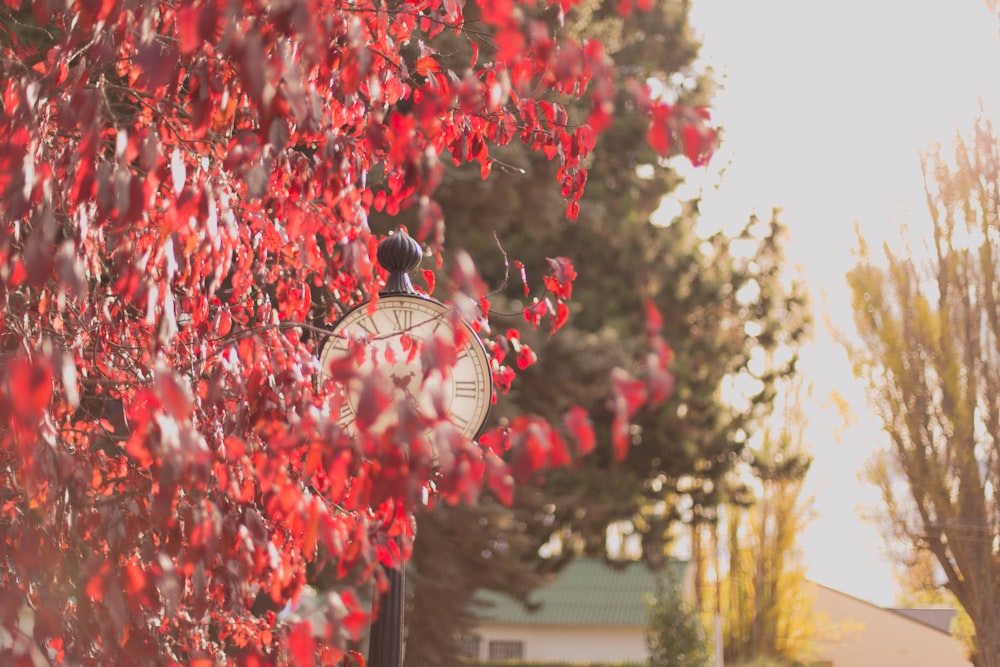 a clock in the middle of a tree with red leaves