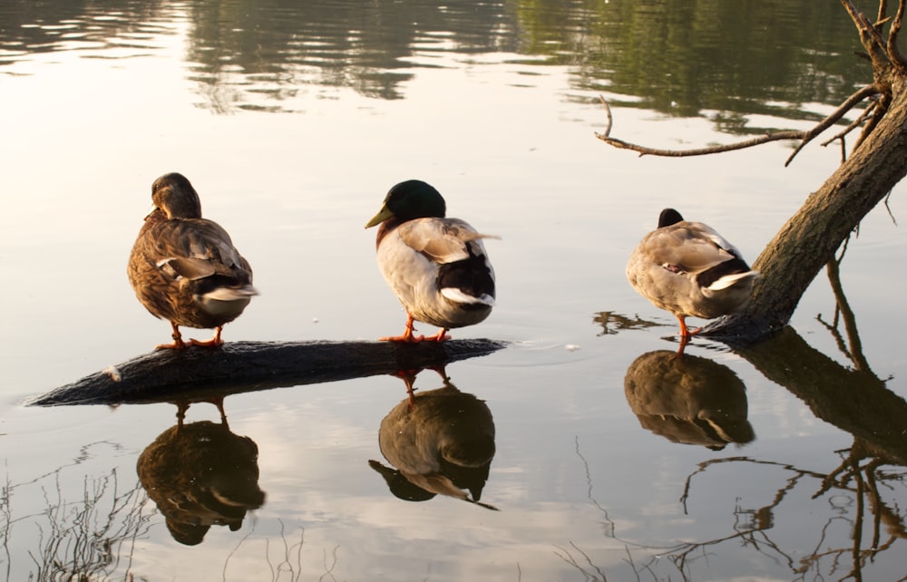 Drei Enten stehen auf einem Baumstamm im Wasser