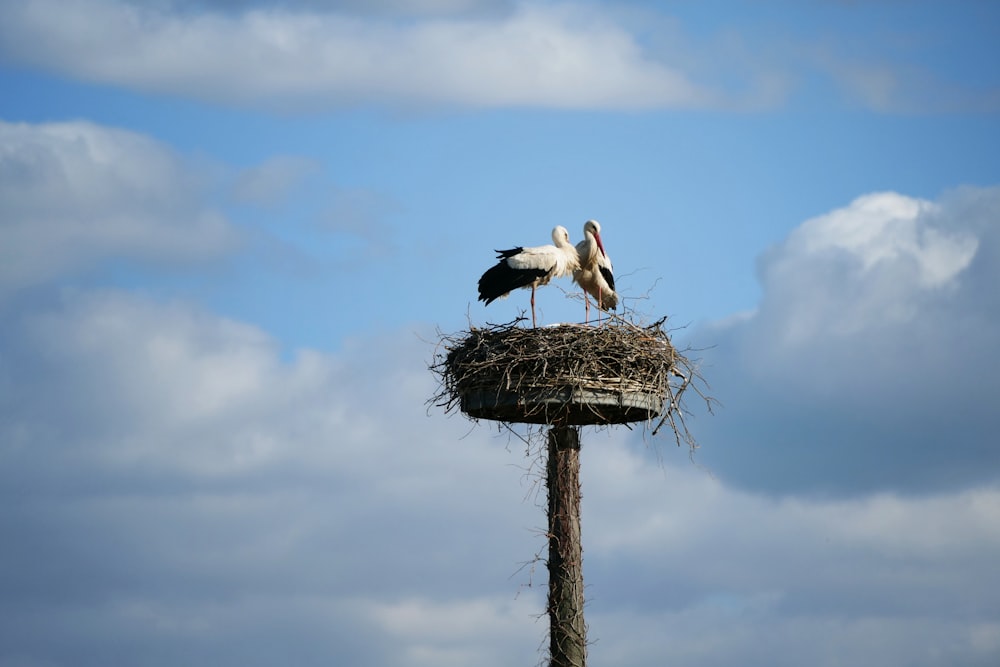 a couple of birds sitting on top of a nest