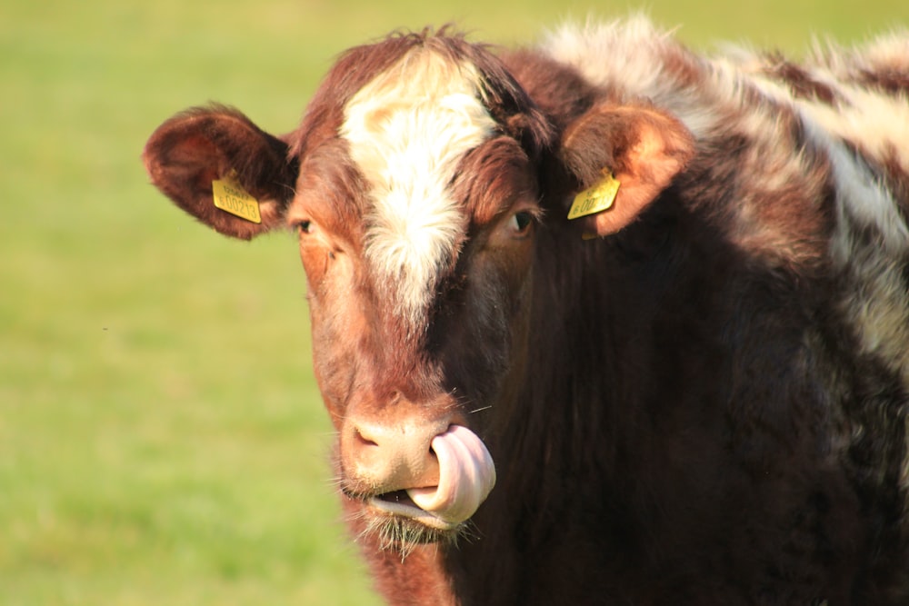 a close up of a brown and white cow with yellow tags on its ears