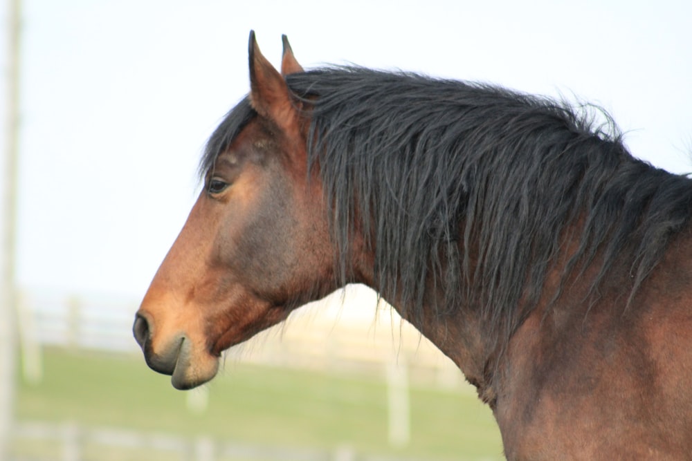 a close up of a horse in a field