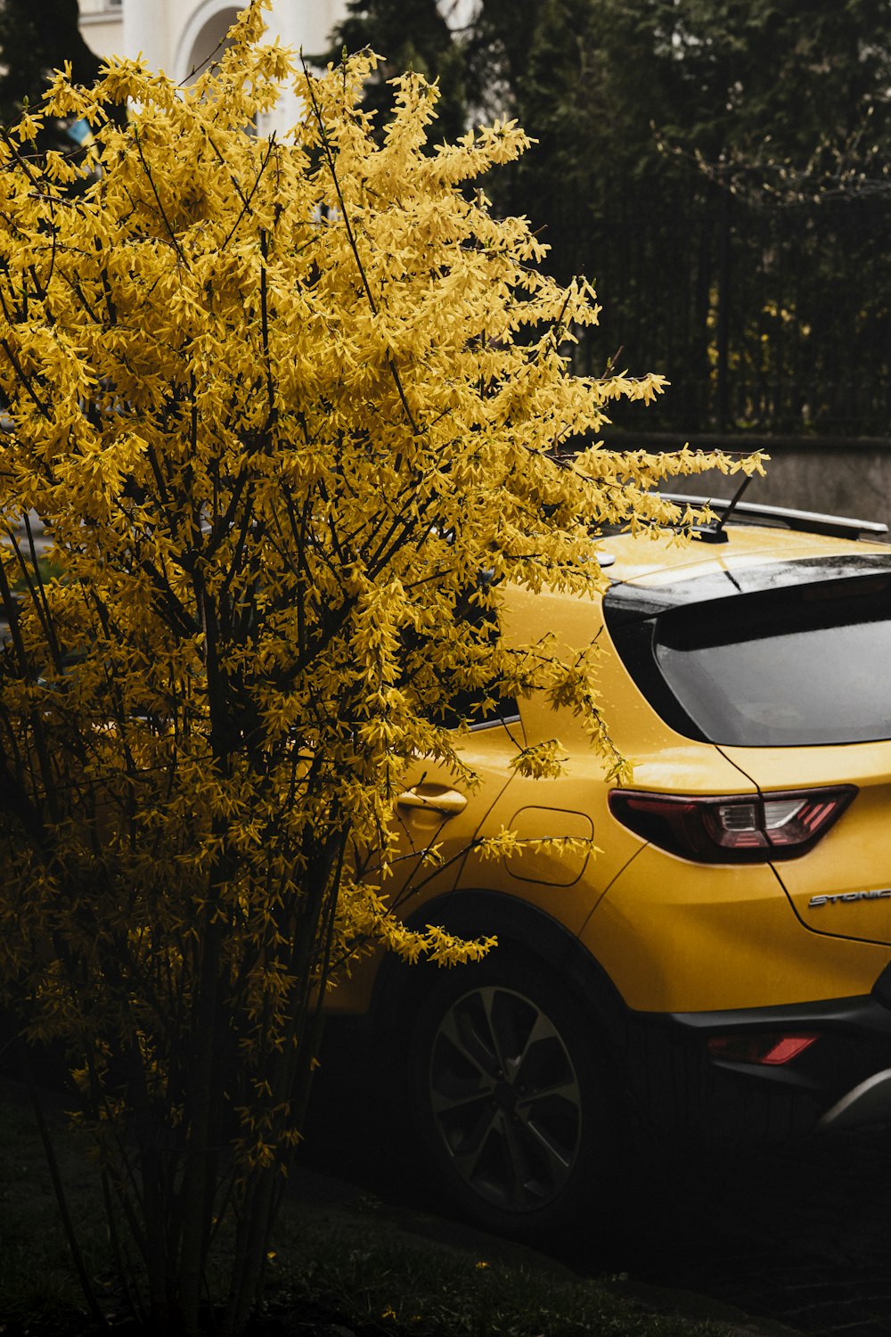 a yellow car parked next to a yellow tree