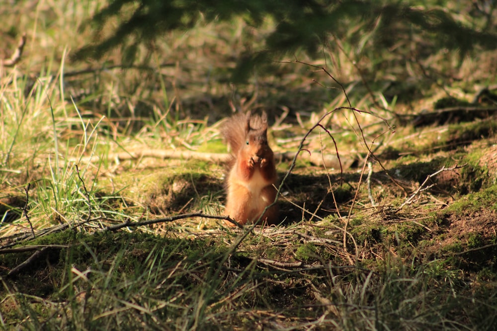 a squirrel sitting on the ground in the grass