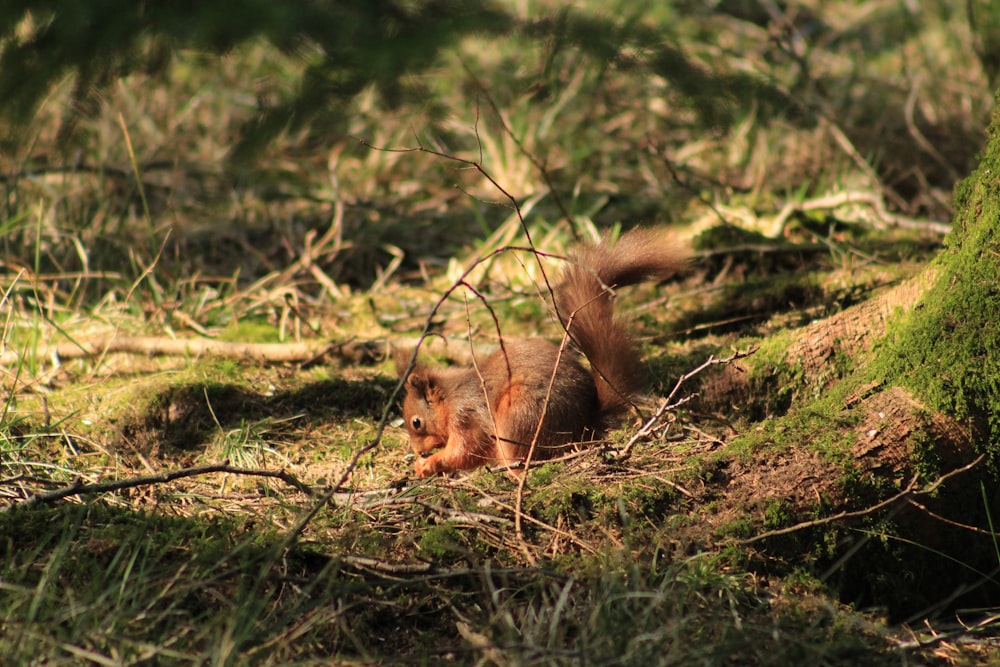 a squirrel is laying on the ground in the woods