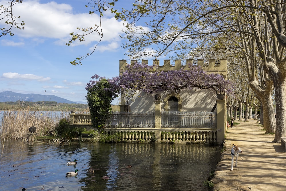 un étang avec des canards et des canards qui nagent dedans