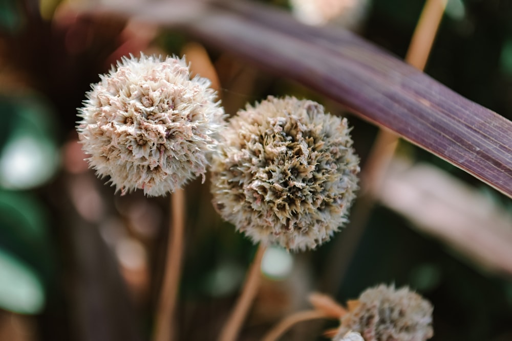 a close up of a bunch of flowers on a plant