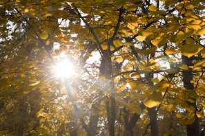 Sunlight filtering through autumn leaves, casting warm hues and a sense of tranquility.