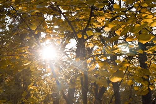 Golden hour sunlight filtering through autumn leaves in a quiet park.