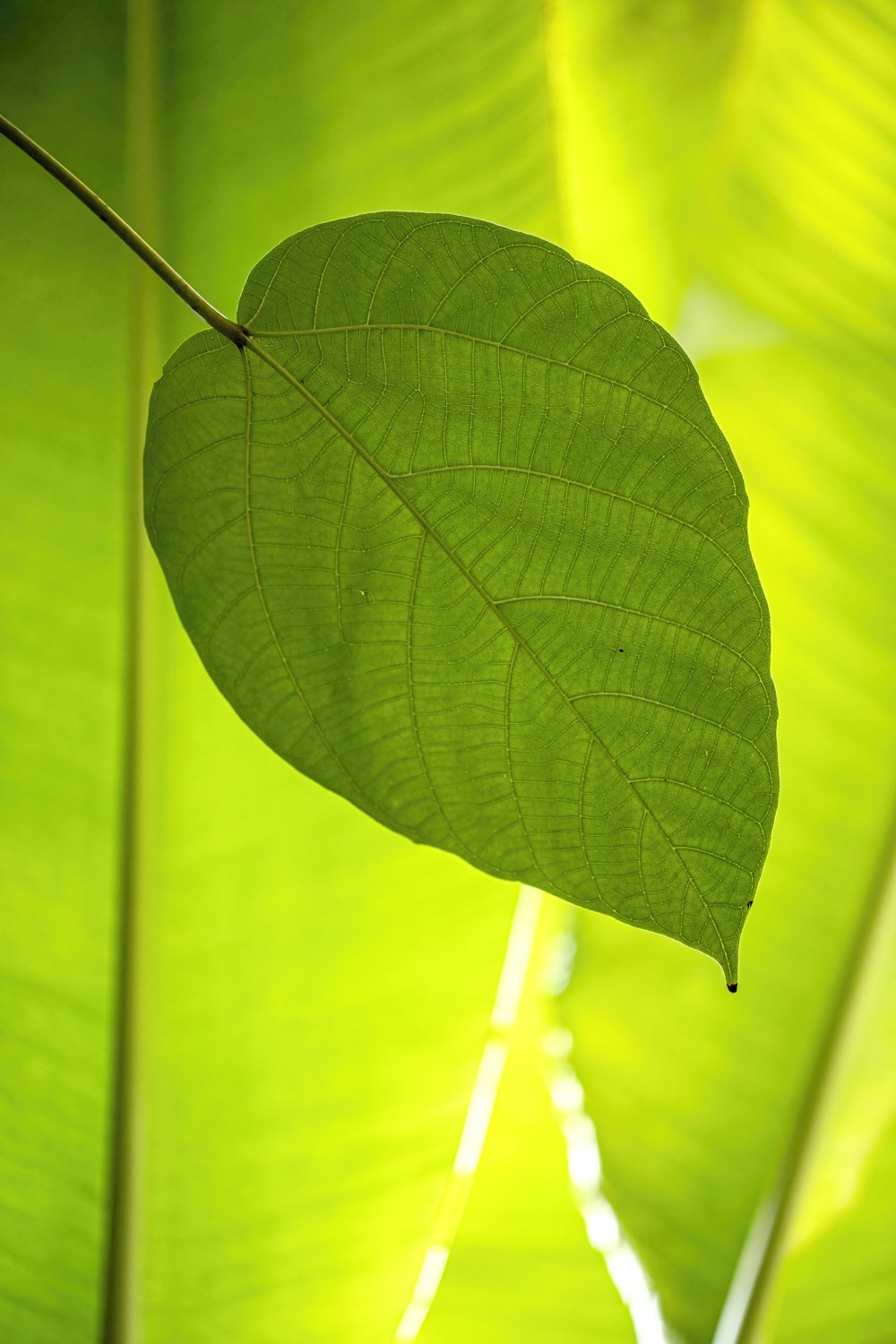 a large green leaf hanging from a tree