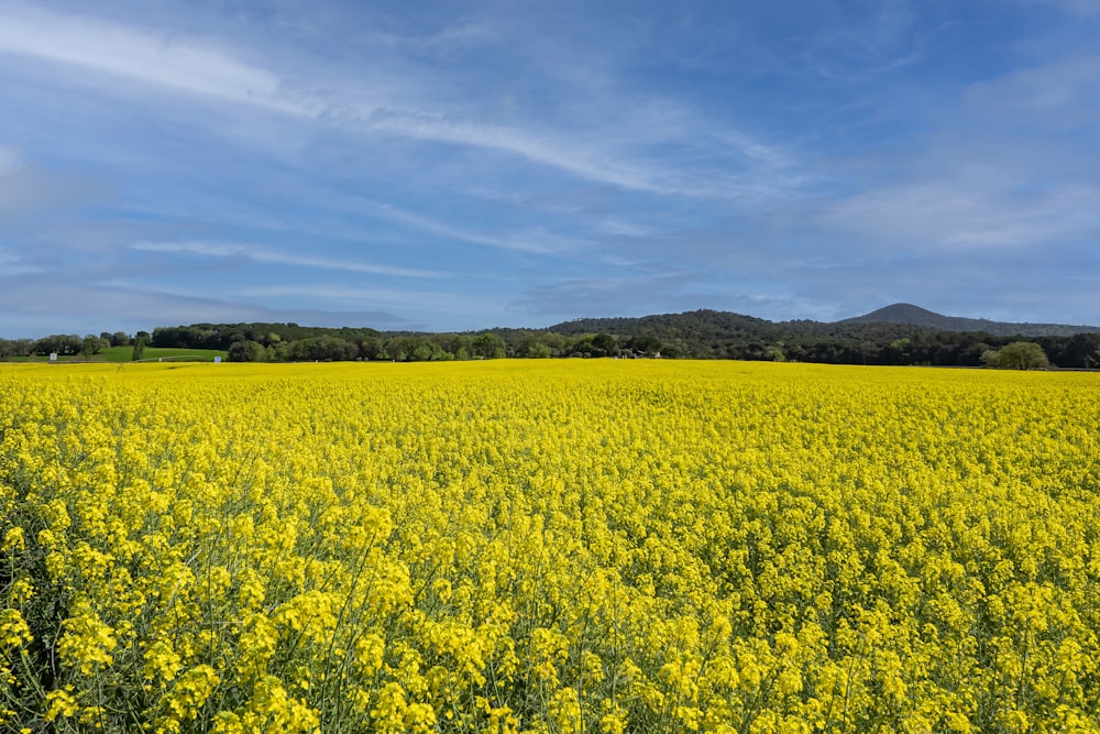 a large field of yellow flowers under a blue sky