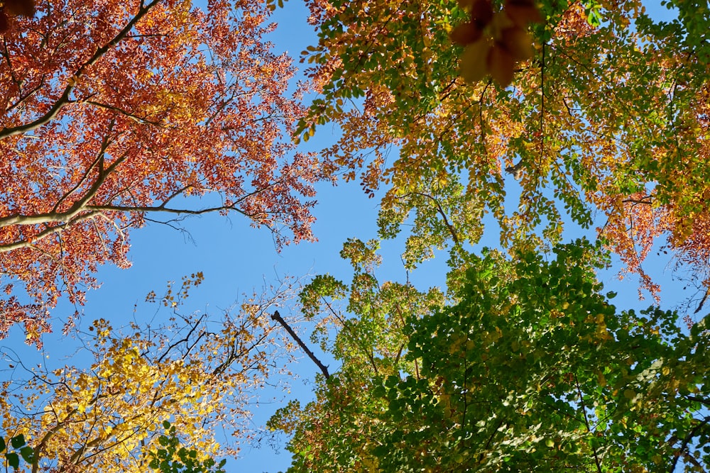 a group of trees that are next to each other