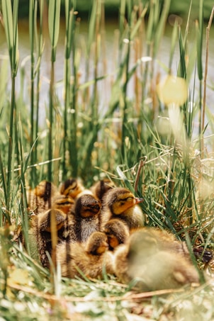 A cluster of fluffy ducklings nestle together amidst tall green grasses. The soft, golden-yellow and brown hues of their downy feathers are highlighted by gentle sunlight filtering through the leaves. The background features a blurred body of water, adding a serene and natural setting.