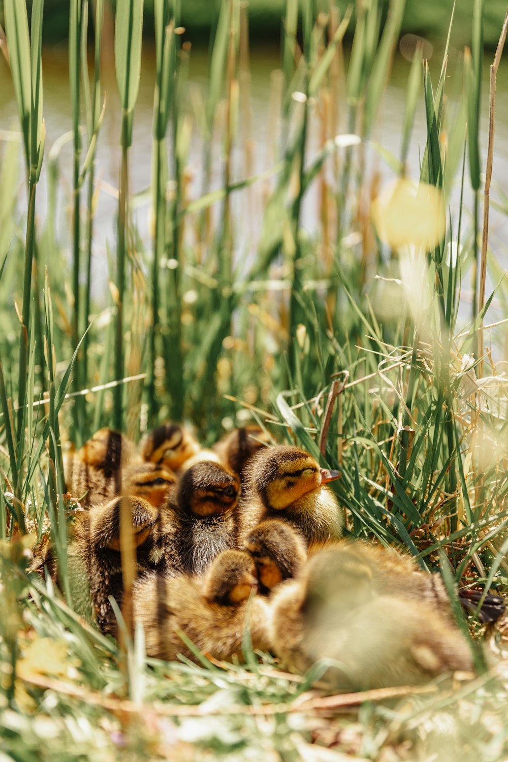 a group of baby ducks sitting in the grass