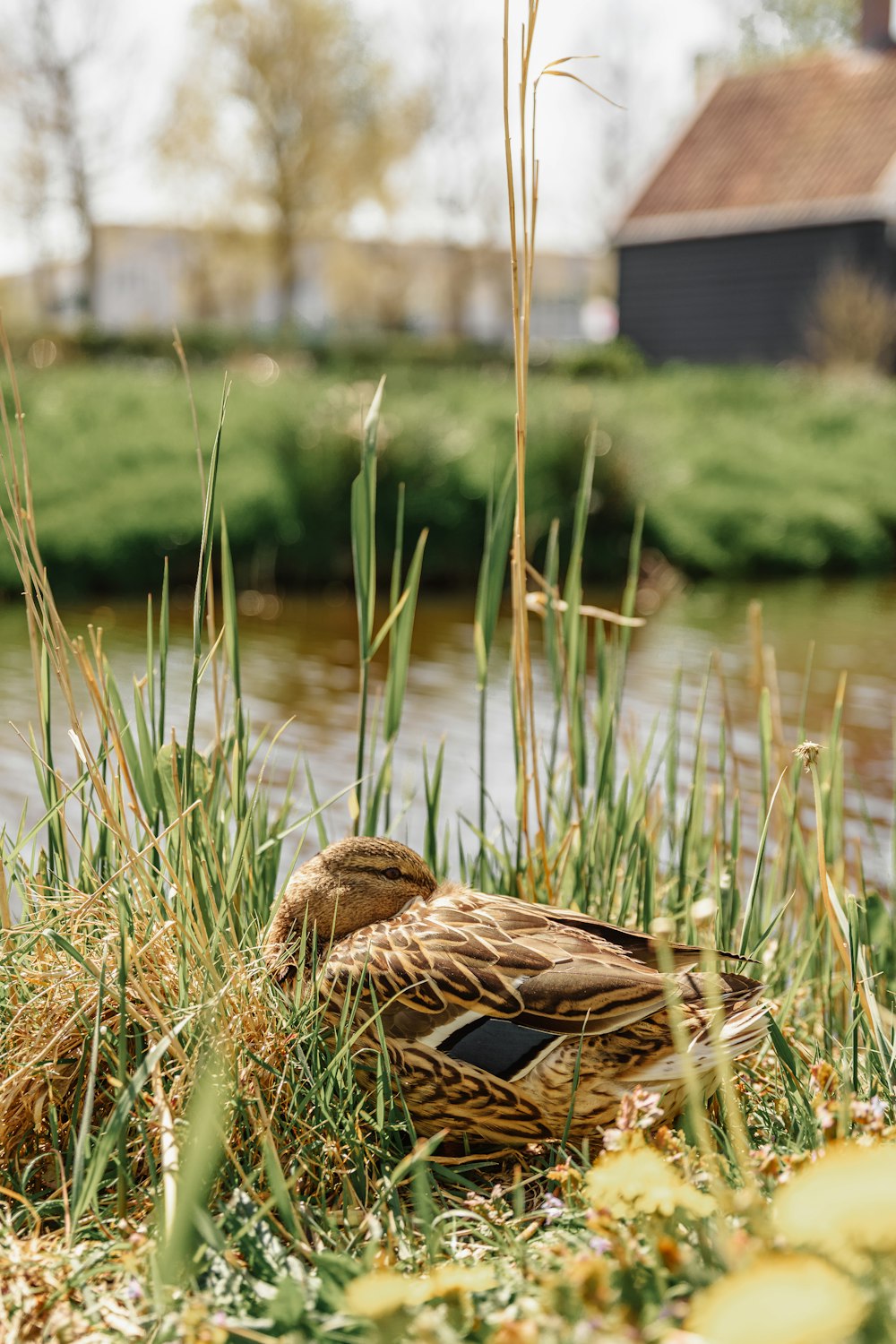 a couple of ducks sitting on top of a grass covered field