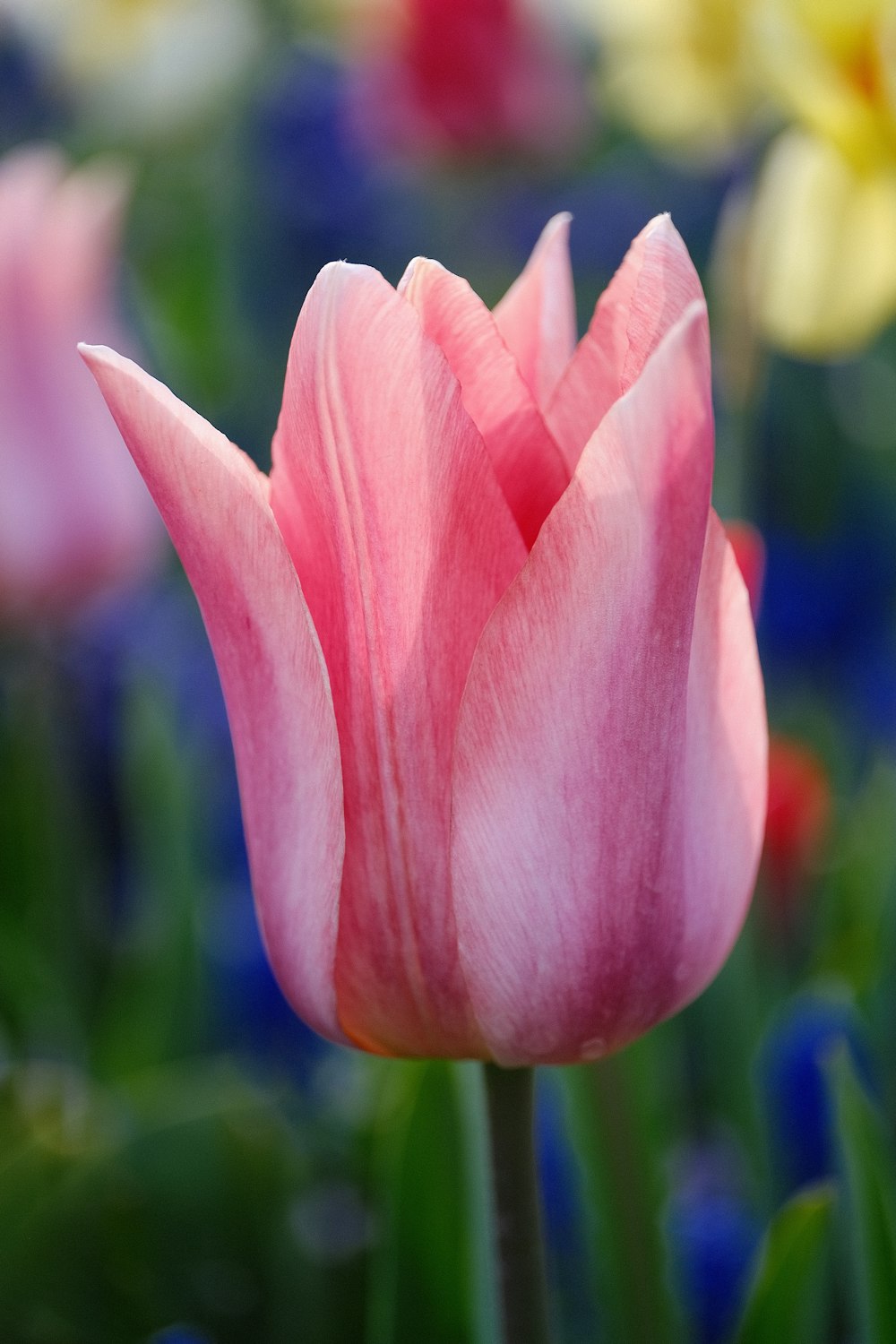 a pink tulip in a field of blue and yellow flowers