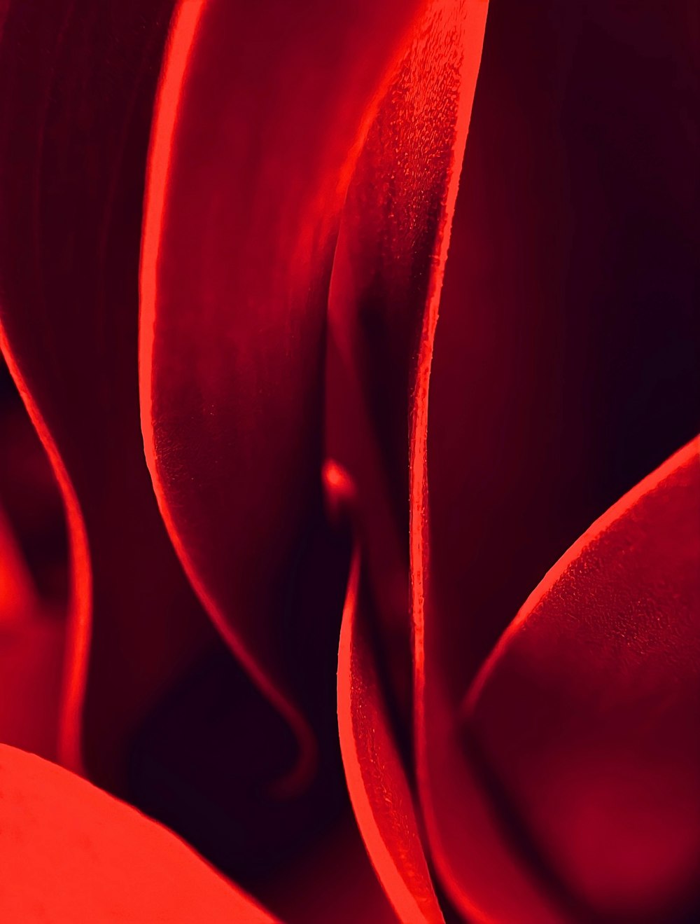 Una vista de cerca de una flor roja