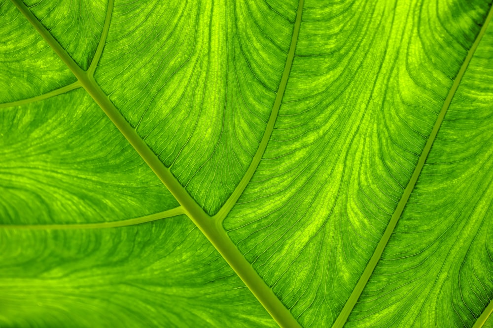 a close up view of a green leaf