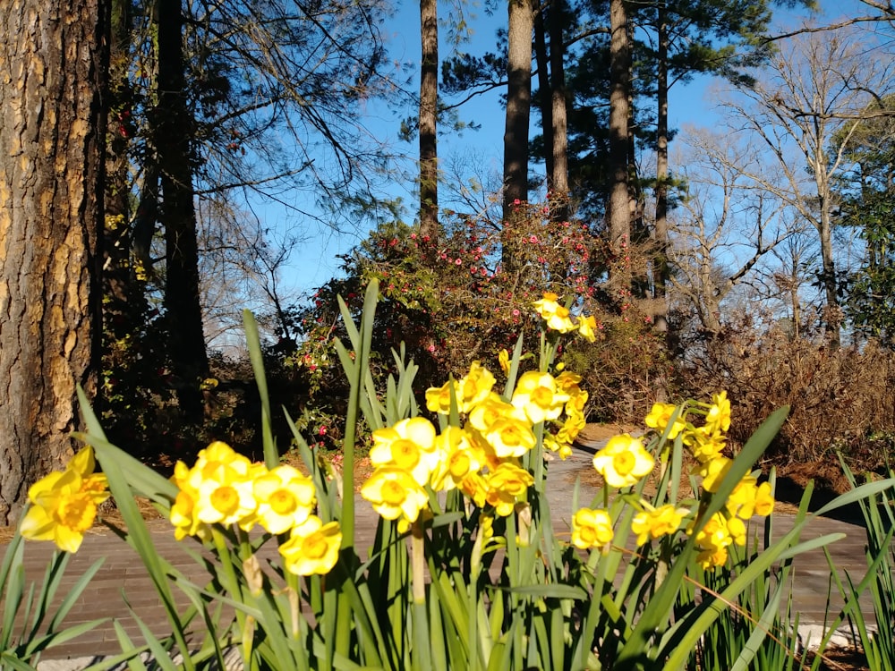 a bunch of flowers that are in the grass