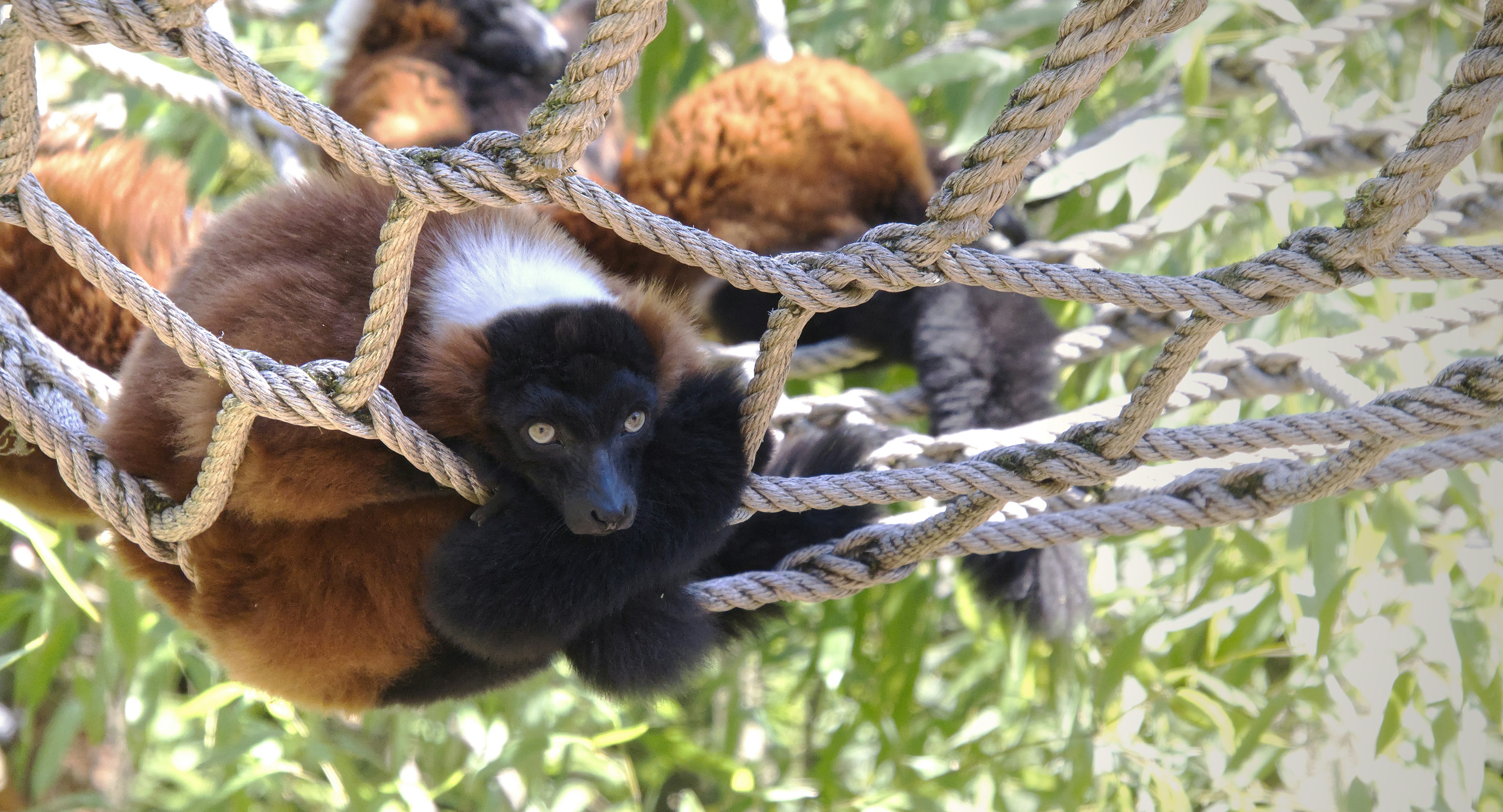 Photo by job_vermeulen