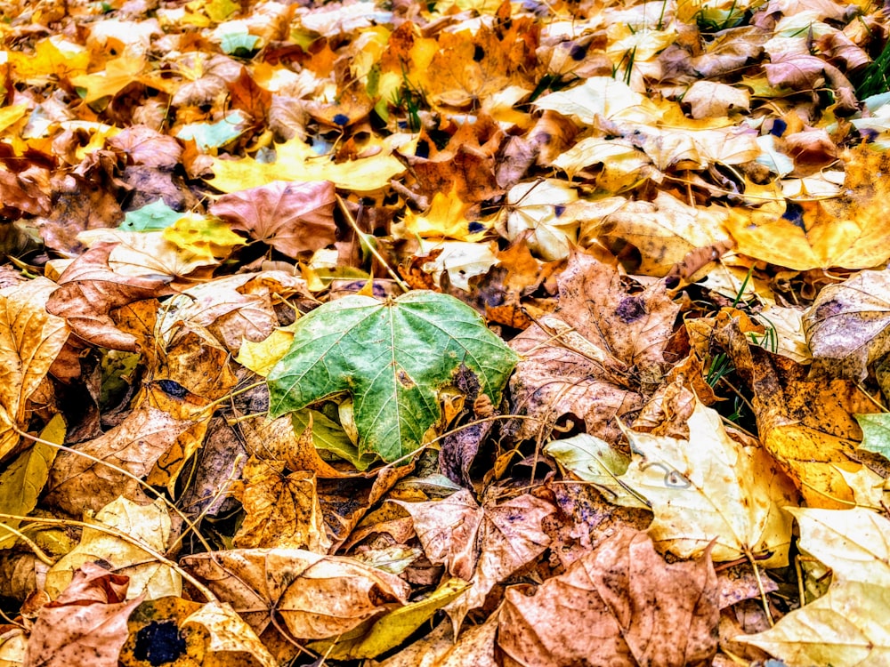 a bunch of leaves that are laying on the ground