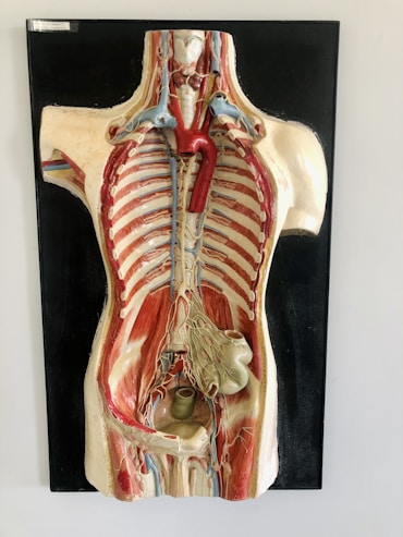 a medical model of the back of a human body