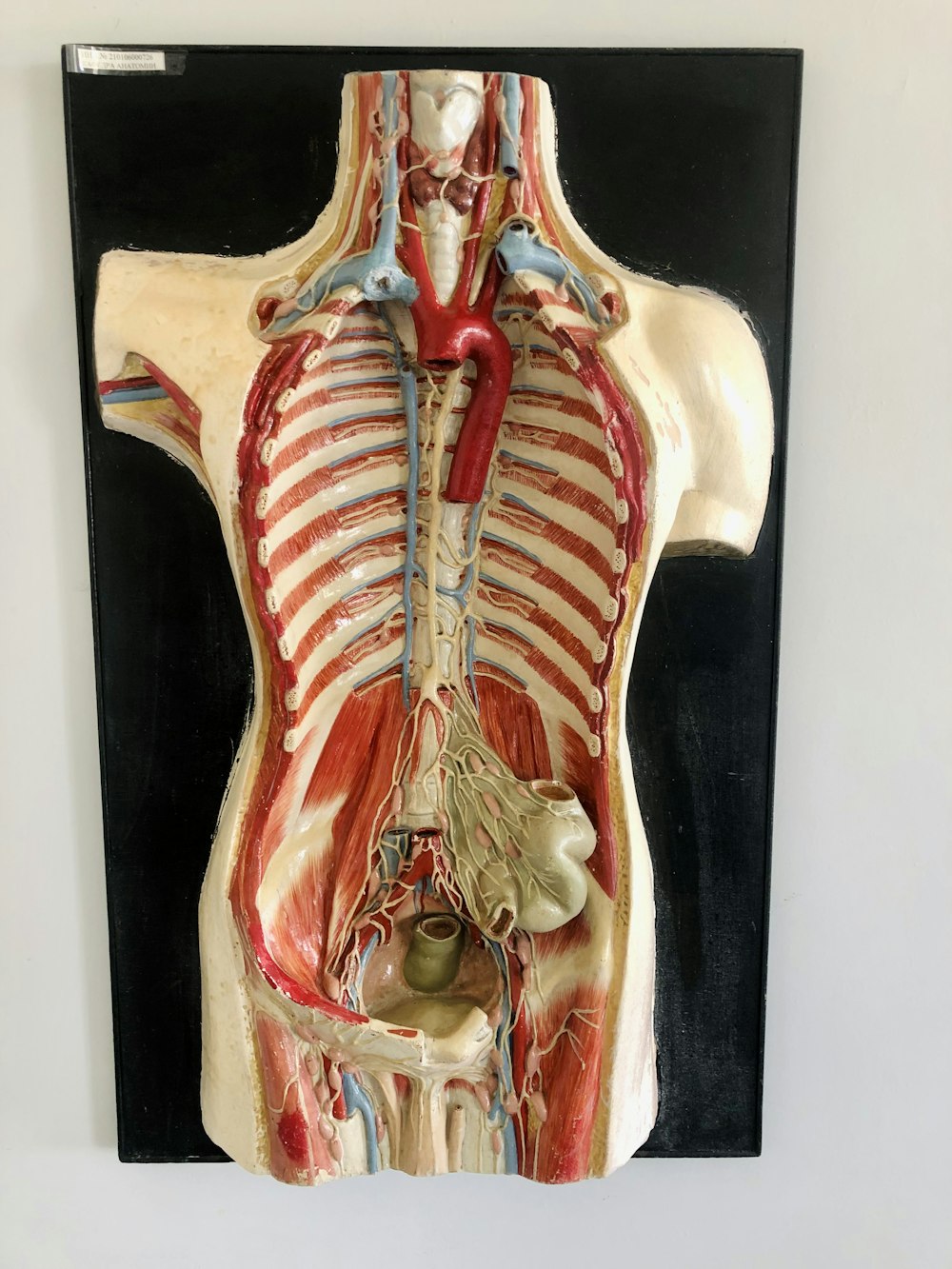 Un modelo médico de la parte posterior de un cuerpo humano
