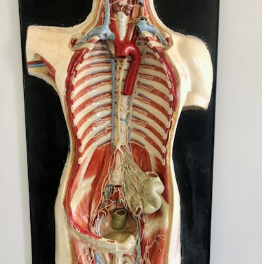 a medical model of the back of a human body